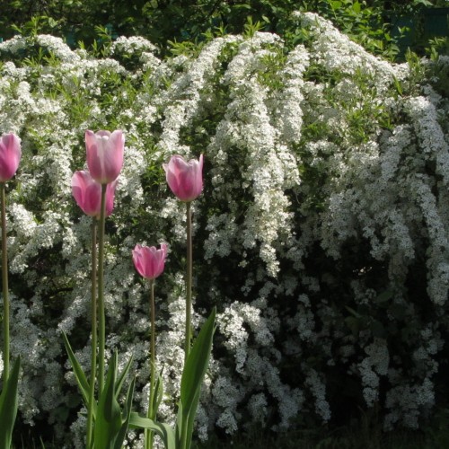 Spiraea x cinerea 'Grefsheim' - Tuhkur enelas 'Grefsheim' C1/1L